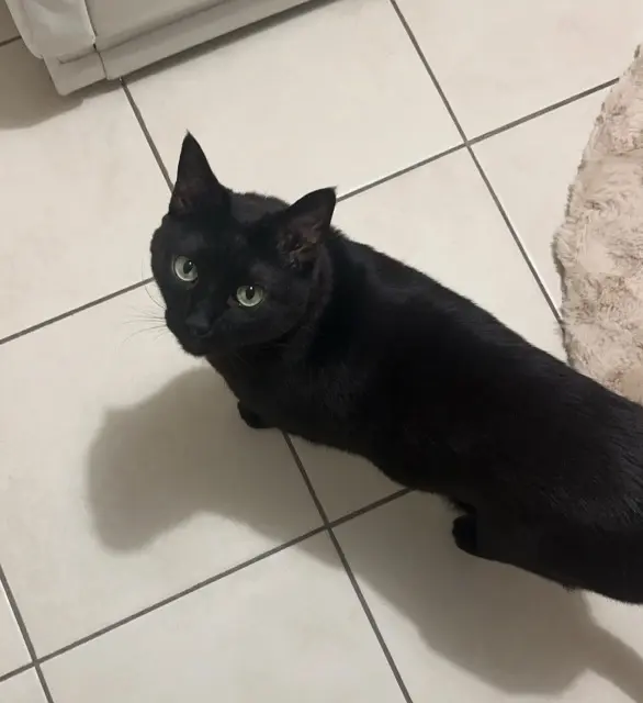chat lost    Nice Tobias