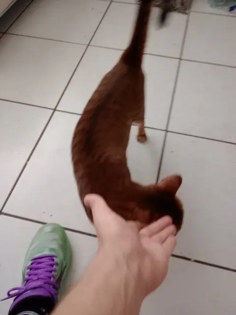 chatte lost    Nisa Cora