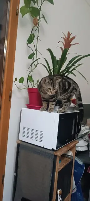 chat lost    Ницца Fil