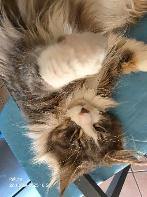 chat lost   31370 Rieumes Johnny