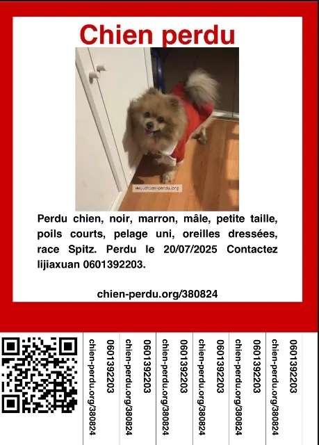chien lost   33600 佩萨克 Jagger