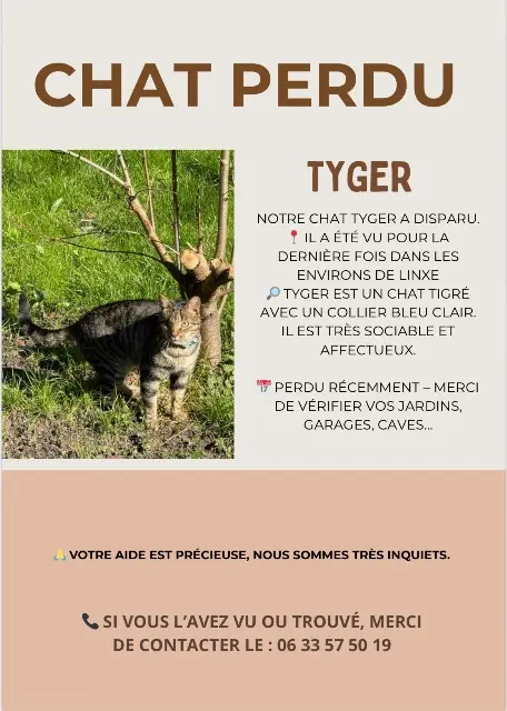 chat lost   40260 Linxe Tyger