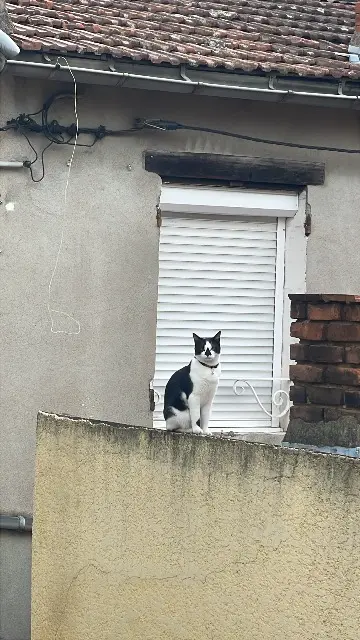 chat lost   42300 Роан Arcachon