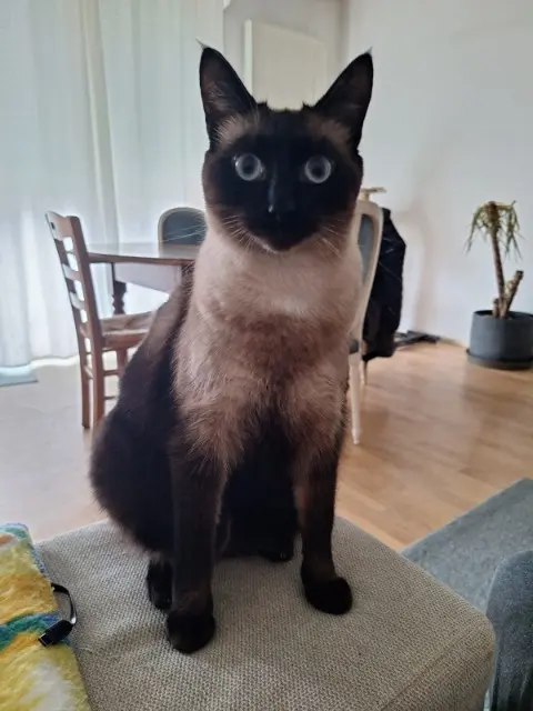 chat lost   44880 Sautron Eros