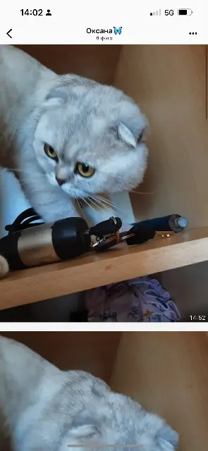 chat lost   44700 Orvault Bilach
