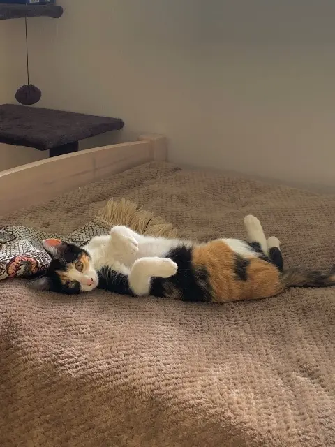 chatte lost   45770 Saran Chihiro