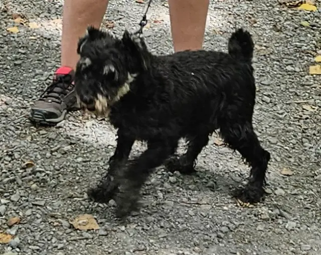 chien lost   65600 Séméac Vinia