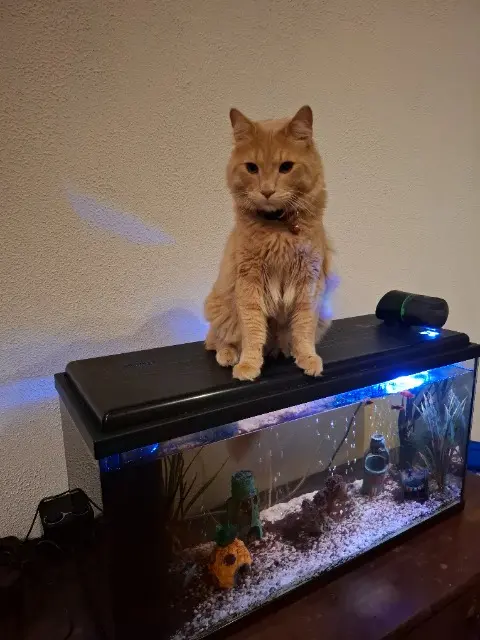 chat lost   66350 Toulouges Simba