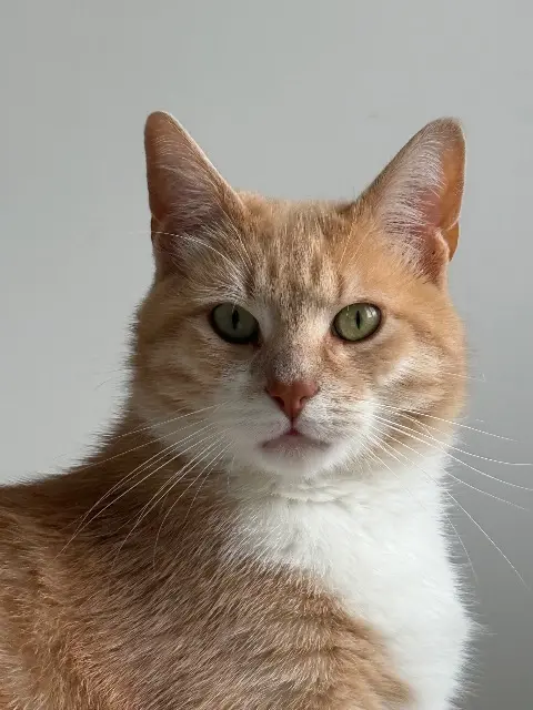 chat reunited   72190 Coulaines Brim