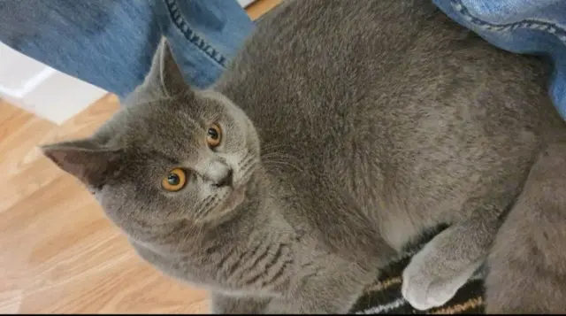 chatte lost   78580 Maule Lisa