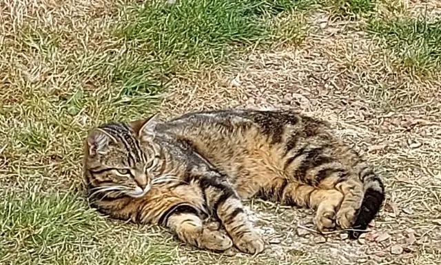 chat lost   80100 Abbeville Tigre
