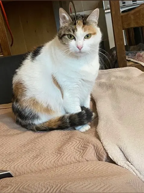 chatte lost   86110 Craon Irina