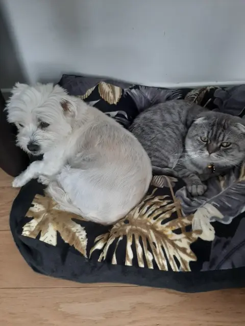 chat lost   91610 Ballancourt-sur-Essonne Axi