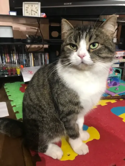 chat lost   91330 Yerres Tokyo