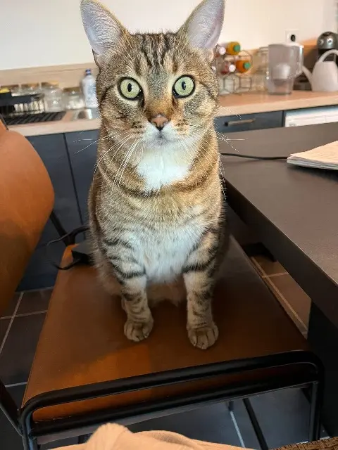 chat lost   92170 Vanves Niño