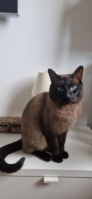 chat lost   94500 Champigny-sur-Marne Aiko