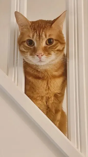 chat lost   94230 Cachan Caramelo