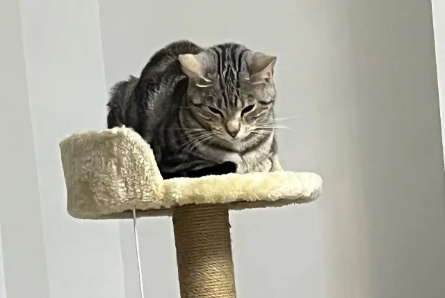 chatte lost   94700 迈松阿尔福 Coca