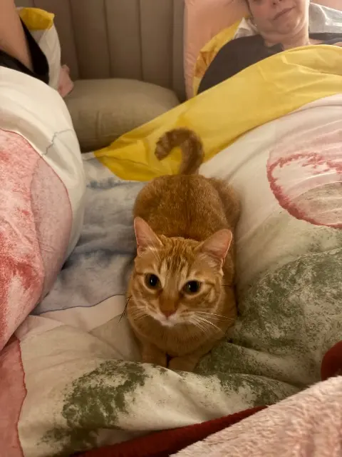 chatte lost   95250 Beauchamp Lolita