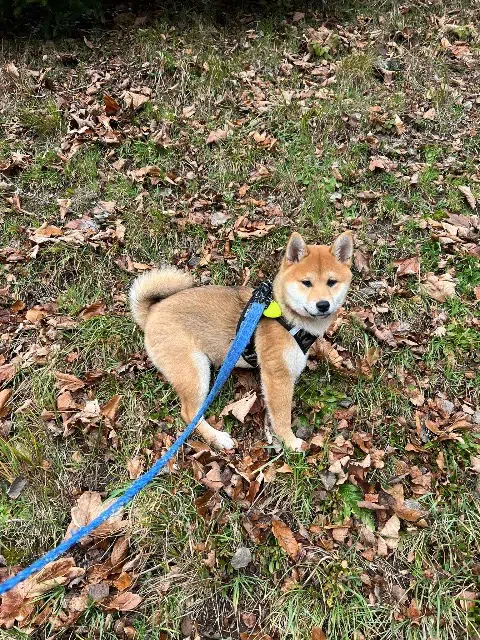 chien lost   67360 Oberdorf-Spachbach Inu