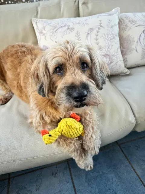 chien lost   06530 Peymeinade Pastaga