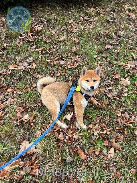 chien lost   67360 Oberdorf-Spachbach Inu