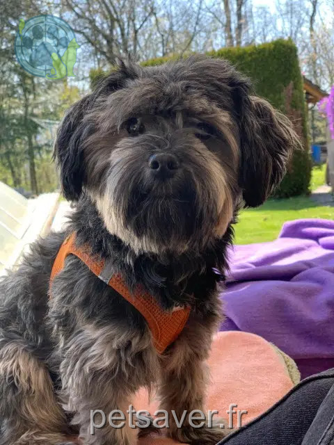 perro lost   68128 Neudorf Yoschi