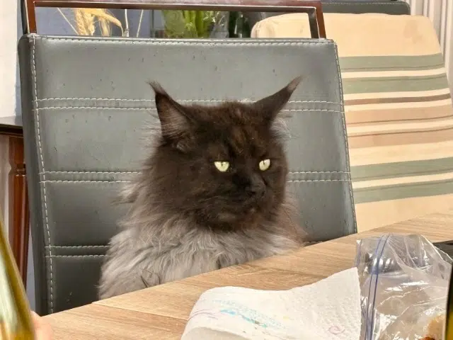 chat lost   68290 Masevaux-Niederbruck Patchino