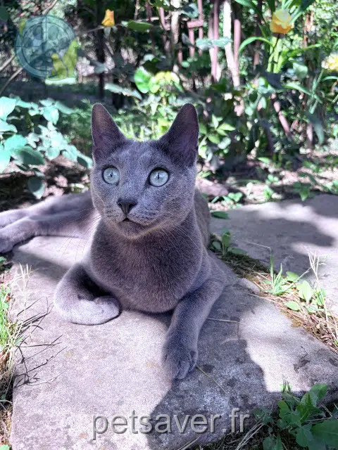 chat lost 13160 Châteaurenard Kater
