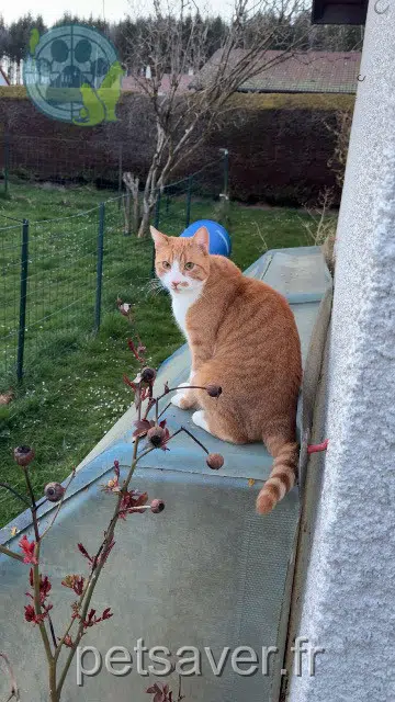 chat lost   25120 Maîche Fred