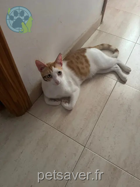 gato perdido 34690 Fabrègues Mallor gato lost 34690 Fabrègues Mallor