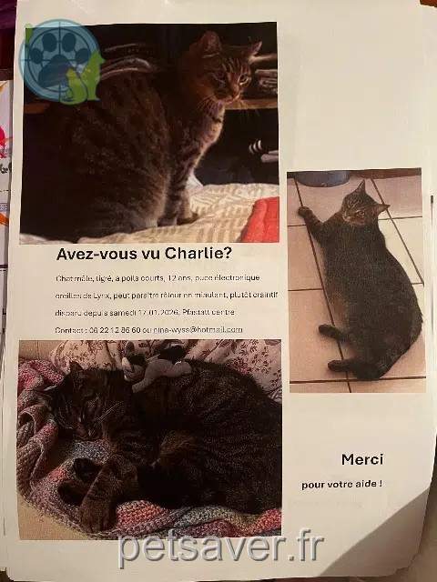 Kater lost   68120 Pfastatt Charlie