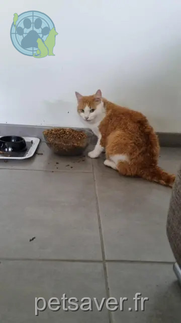 Kater lost   68300 Sankt Ludwig Vayu