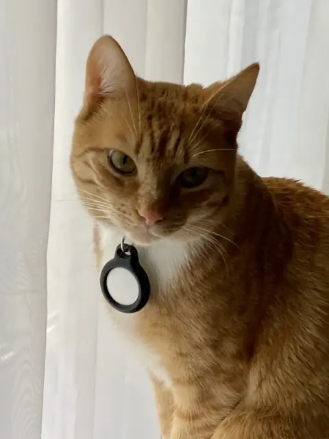 gatto perso Paris Gotti gatto lost Paris Gotti