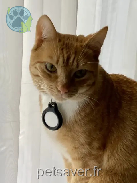 Kater vermisst Paris Gotti Kater lost Paris Gotti