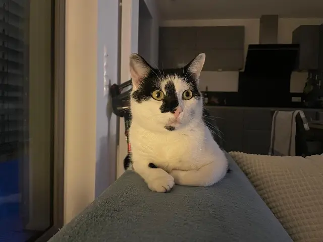 chat reunited   02290 Ressons-le-Long Paul Bumblebee