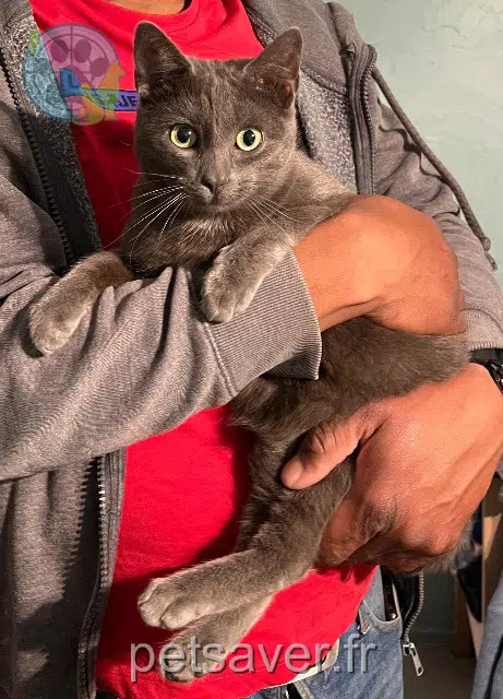 chat reunited   77169 Boissy-le-Châtel Tarzan