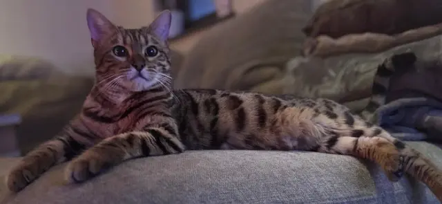 chatte lost   68730 Blotzheim South