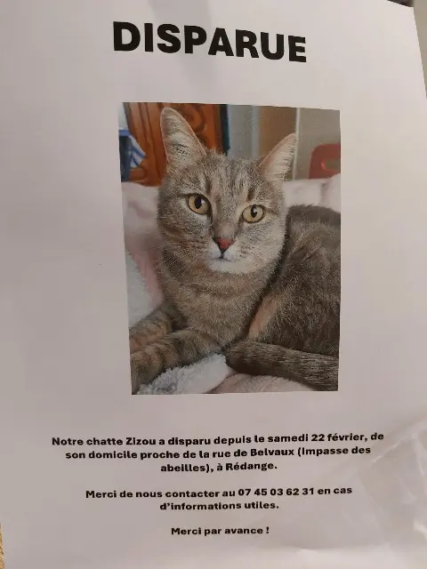 Katze lost   57390 Redingen Zizou