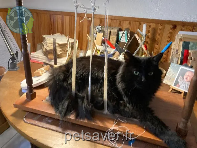 Katze vermisst 68750 Bergheim Chibi Katze lost 68750 Bergheim Chibi