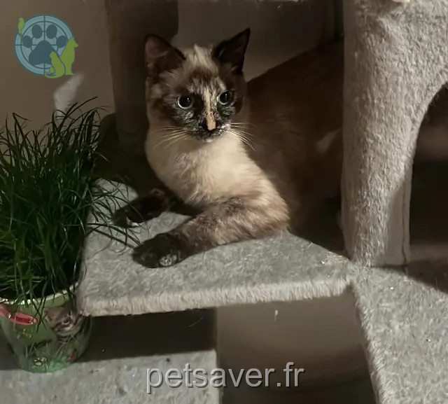 Katze vermisst 68490 Ottmarsheim Gipsy Katze lost 68490 Ottmarsheim Gipsy