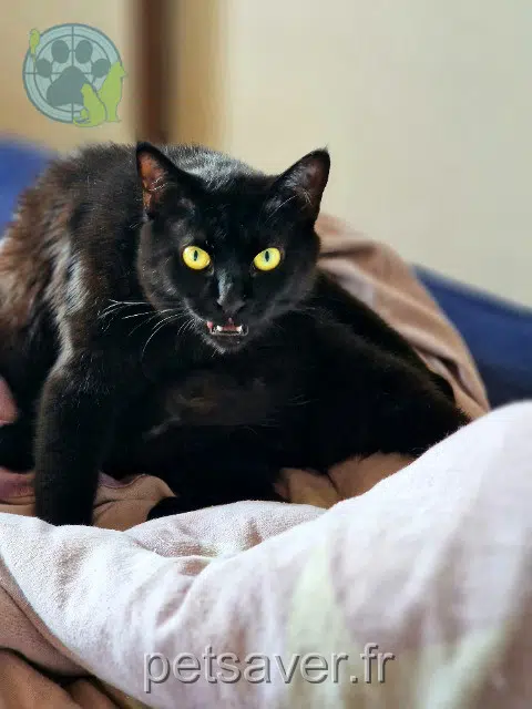 kat vermist 68730 Blotzheim Gypsy kat lost 68730 Blotzheim Gypsy