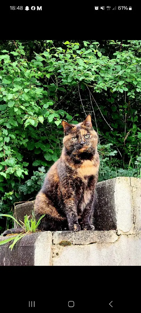 chatte lost  Avenue du Grand-Salève 1255 Veyrier Nessie