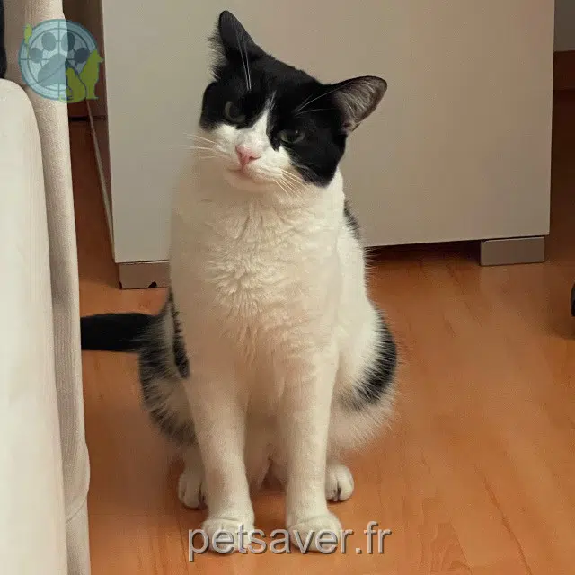chatte reunited 68220 Häsingen Mimi