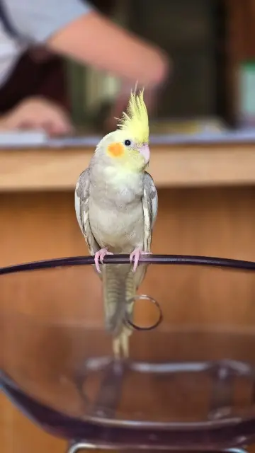 animal lost    Nice Jean-Plume