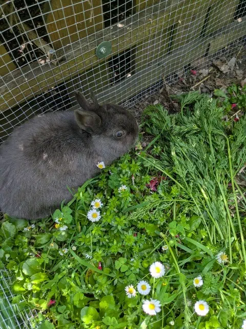 animal lost    Toulouse Clyde