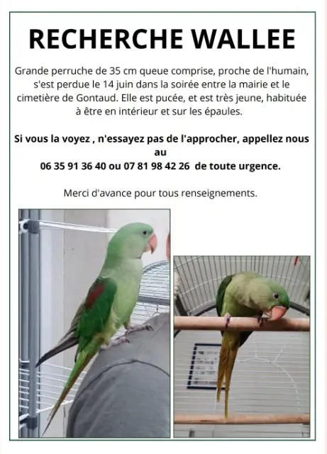 animal lost   47400 Gontaud-de-Nogaret Wallee