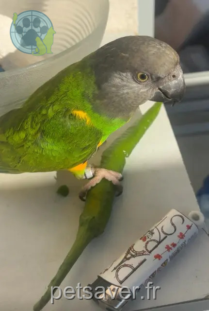 dier vermist Paris Voyou dier lost Paris Voyou