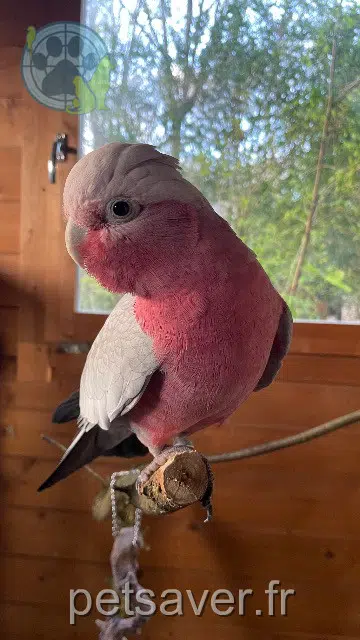 animal lost   91680 Bruyères-le-Châtel Hibiscus