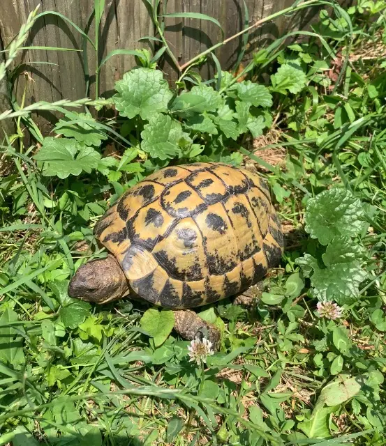 animal lost   01150 Saint-Sorlin-en-Bugey Pepsi